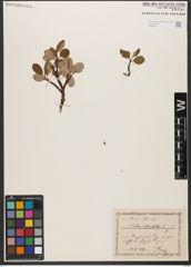 Foto von Salix reticulata L.